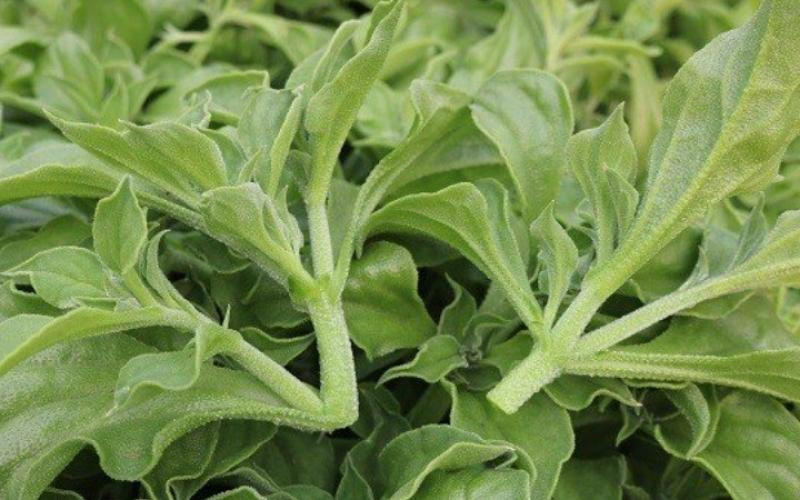 Đây là loại rau mang lại nhiều giá trị dinh dưỡng, có thể chế biến thành nhiều món ngon bổ dưỡng. Ảnh: Bách hoá Xanh