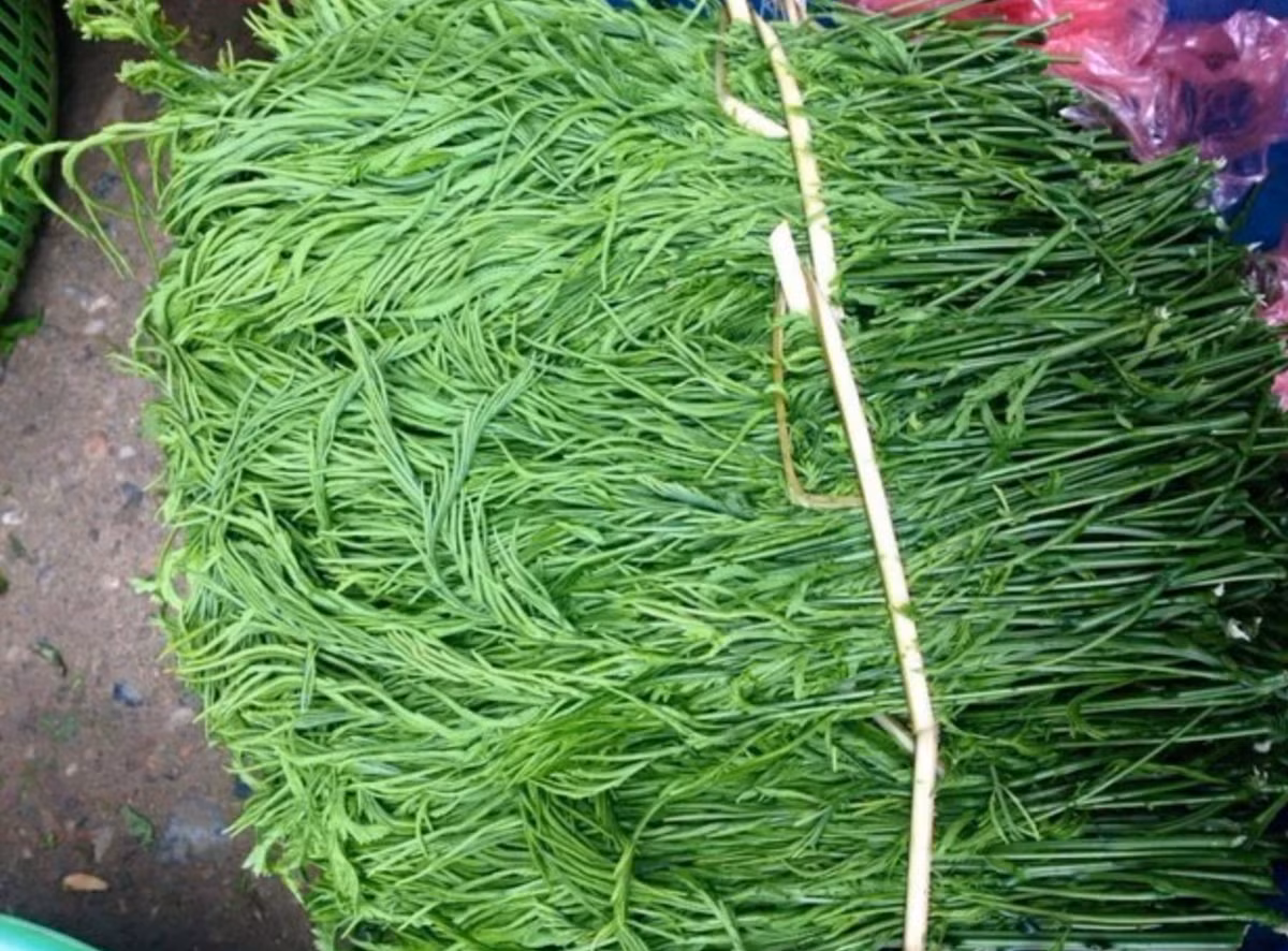 Loại rau đắt đỏ nhất Việt Nam này giá của chúng dao động từ 65k - 100k/kg. Ảnh: Facebook