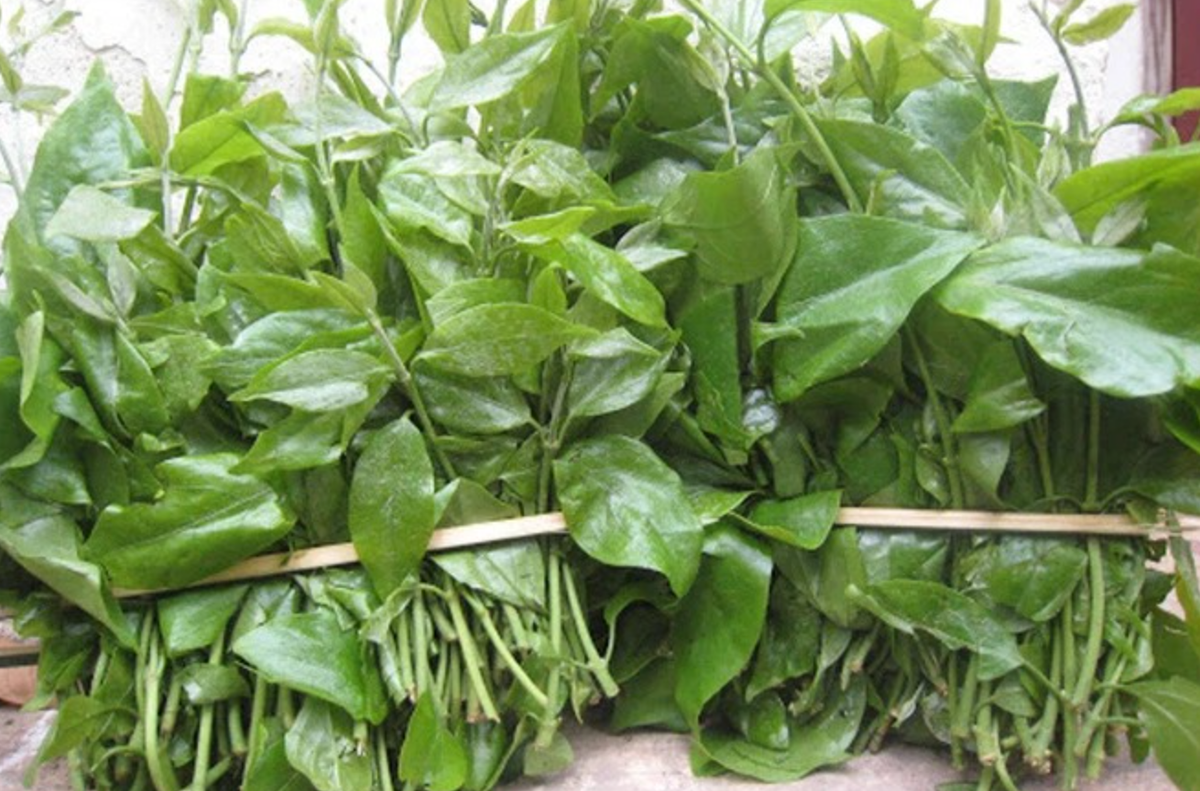 Loại rau này có vị ngọt thanh đặc trưng và nhiều dưỡng chất. Rau sắng thường được thu hoạch vào mùa xuân và có giá trị dinh dưỡng cao. Ảnh: Dân Việt