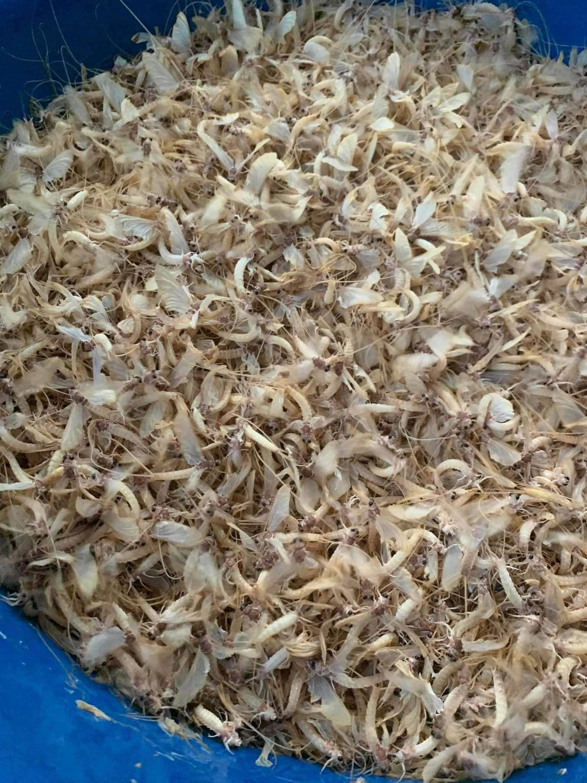 Đáng chú ý, loài côn trùng này có vòng đời cực kỳ ngắn ngủi, chỉ kéo dài khoảng 2 tiếng đồng hồ từ khi lột xác trưởng thành cho đến khi chết. Ảnh: Facebook