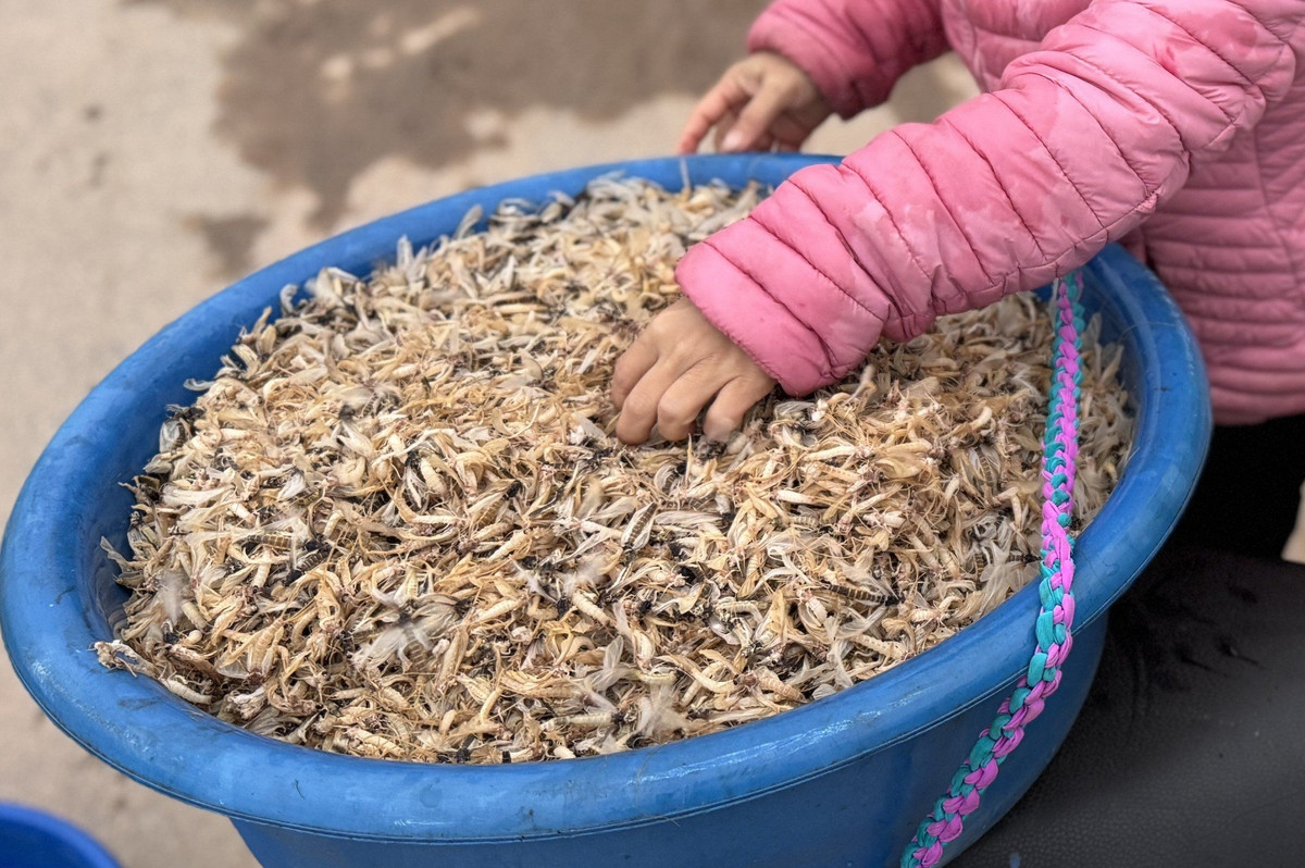 Nhưng vài năm gần đây, loại côn trùng này trở thành "đặc sản" được nhiều khách tìm mua. Ảnh: Facebook