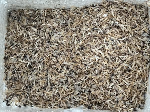 Trước kia, vờ vờ không được mấy ai chú ý, người dân địa phương thậm chí còn vớt cho gà ăn. Ảnh: Facebook