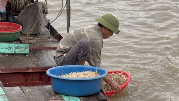 Khi chết, xác con vờ trôi theo dòng nước biến mất. Vì vậy, muốn vớt vờ vờ được nhiều nhất phải đi từ 3-4 giờ sáng. Ảnh: Arttimes