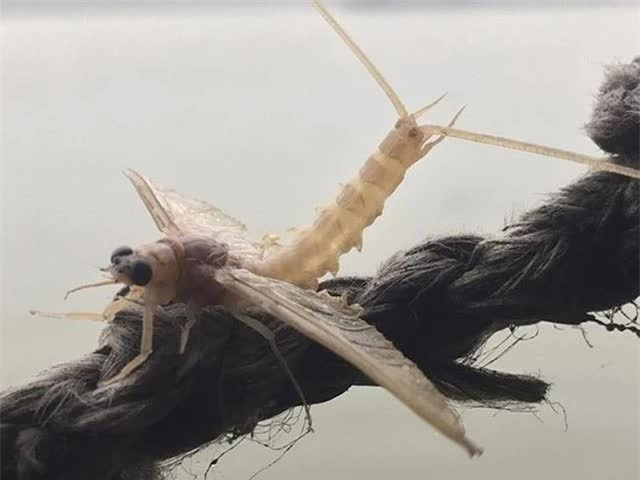 Vờ vờ thuộc bộ côn trùng cánh phù du, xuất hiện dọc sông Hồng từ khu vực Long Biên (Hà Nội) đến Khoái Châu (Hưng Yên). Bên ngoài, vờ vờ trông như con chuồn chuồn nhỏ, cánh mỏng, phần thân mềm và bé. Ảnh minh họa