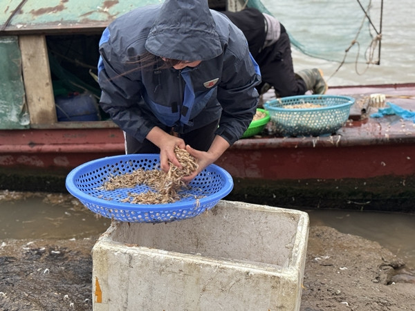 Đầu mùa, lúc vờ khan hiếm, giá lên tới 500.000 đồng/kg, khi sẵn hơn, giá dao động từ 200.000 - 300.000 đồng/kg. Ảnh: Arttimes