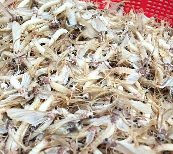  Con vờ (hay con vờ vờ, vật vờ) được coi là loài côn trùng chỉ có tại sông Hồng, thường xuất hiện mỗi năm vài lần từ tháng 2 đến tháng 4 âm lịch. Ảnh: Facebook