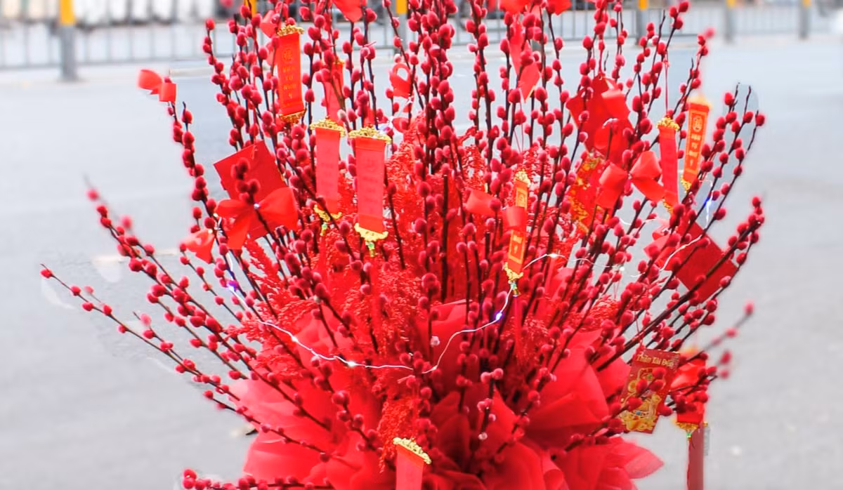 Sẽ vô cùng thiết sót nếu nhắc tới hoa ngày Tết mà thiếu mất nụ tầm xuân. Nụ tầm xuân với nhiều chồi non trên thân cây, được xem là tượng trưng cho sự thịnh vượng nên được rất nhiều gia đình lựa chọn mua về nhà dịp đầu năm mới. Ảnh: Internet