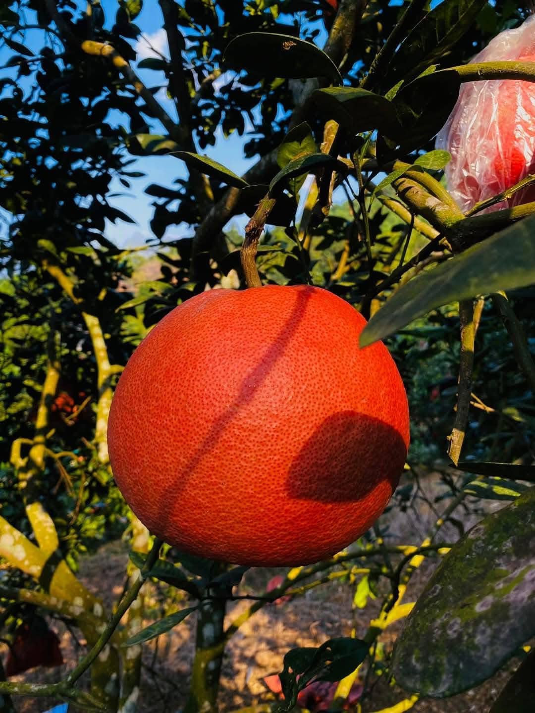 Màu đỏ của trái bưởi Luận Văn được cho là sẽ mang lại may mắn, thịnh vượng trong năm mới. Ảnh: FB Thanh Thủy