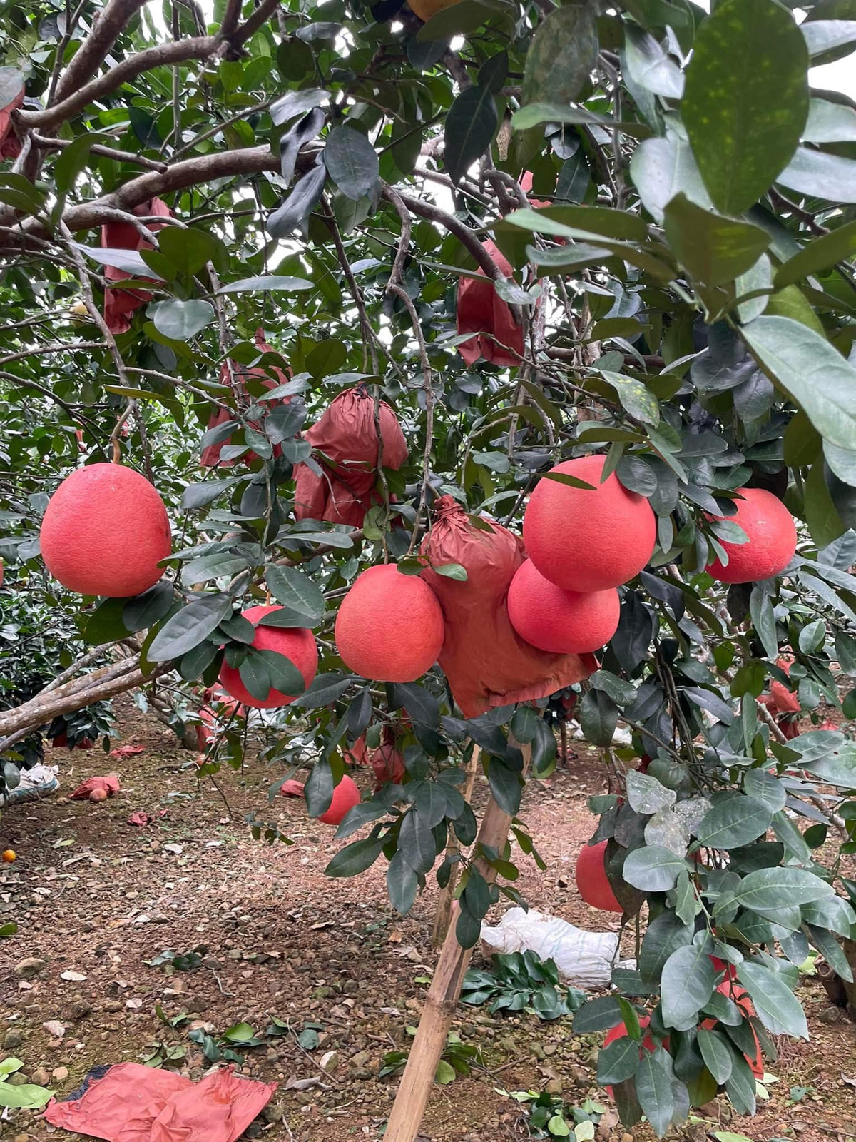 Mỗi dịp Tết đến, bưởi đỏ tiến vua lại được khách hàng đổ xô đến đặt mua. Ảnh: FB Thanh Thủy