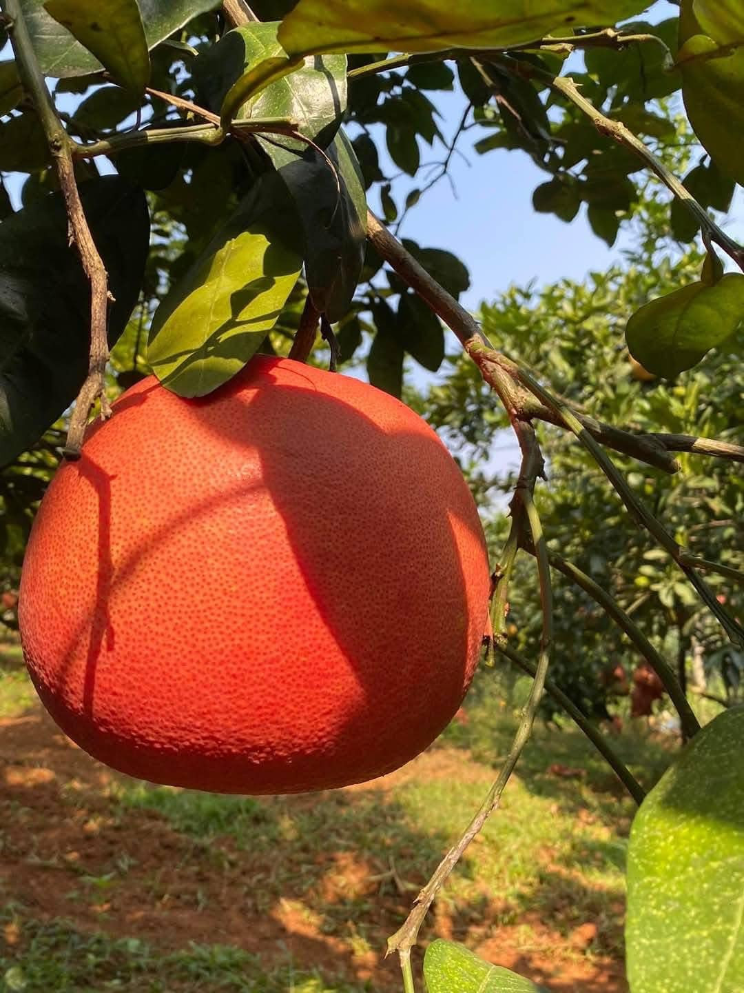 Năm nay, do thời tiết nắng nóng và mưa bão kéo dài nên sản lượng bưởi đỏ Luận Văn giảm đáng kể so với những năm trước. Ảnh: FB Thanh Thủy