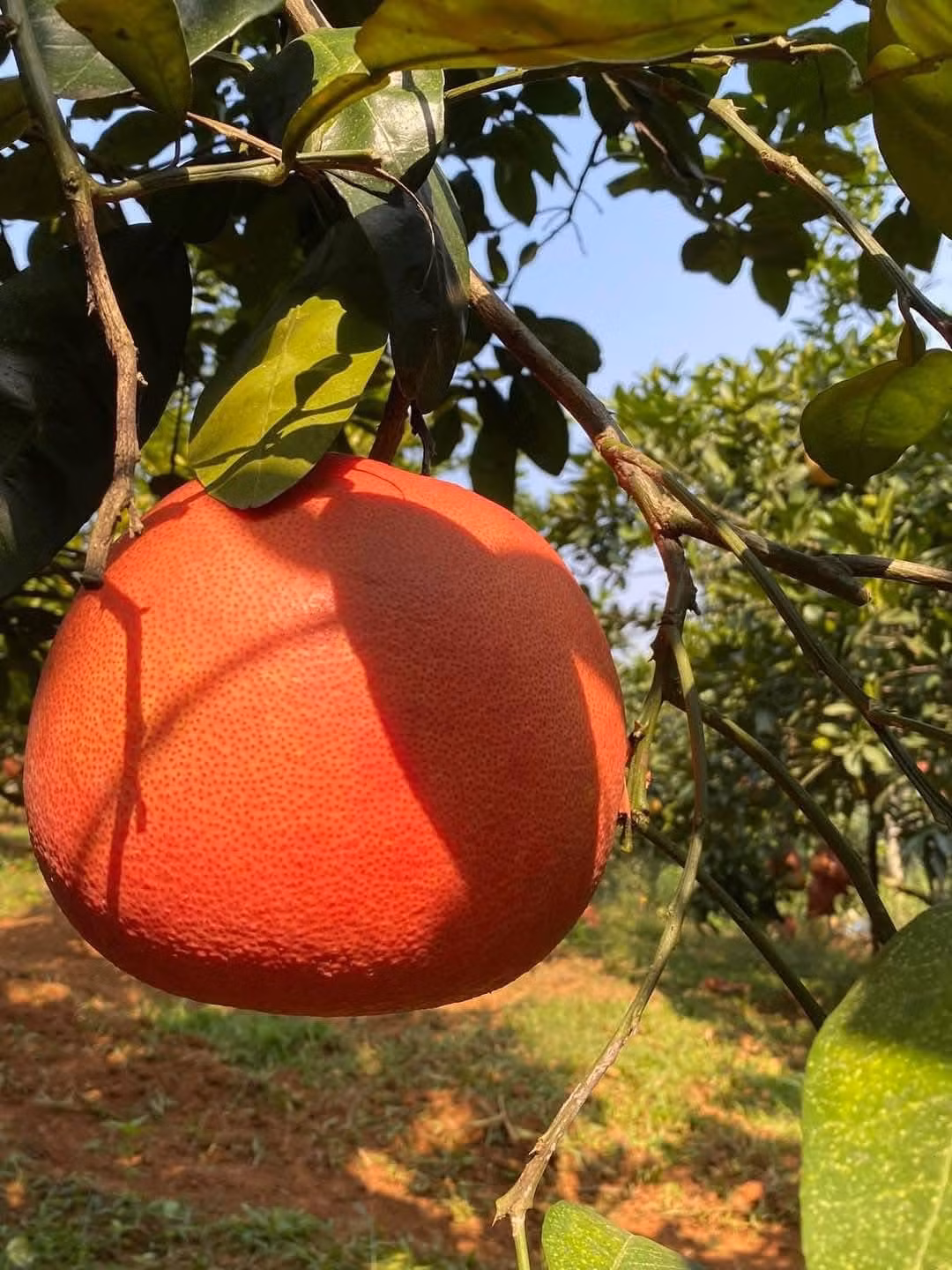 Năm nay, do thời tiết nắng nóng và mưa bão kéo dài nên sản lượng bưởi đỏ Luận Văn giảm đáng kể so với những năm trước. Ảnh: FB Thanh Thủy