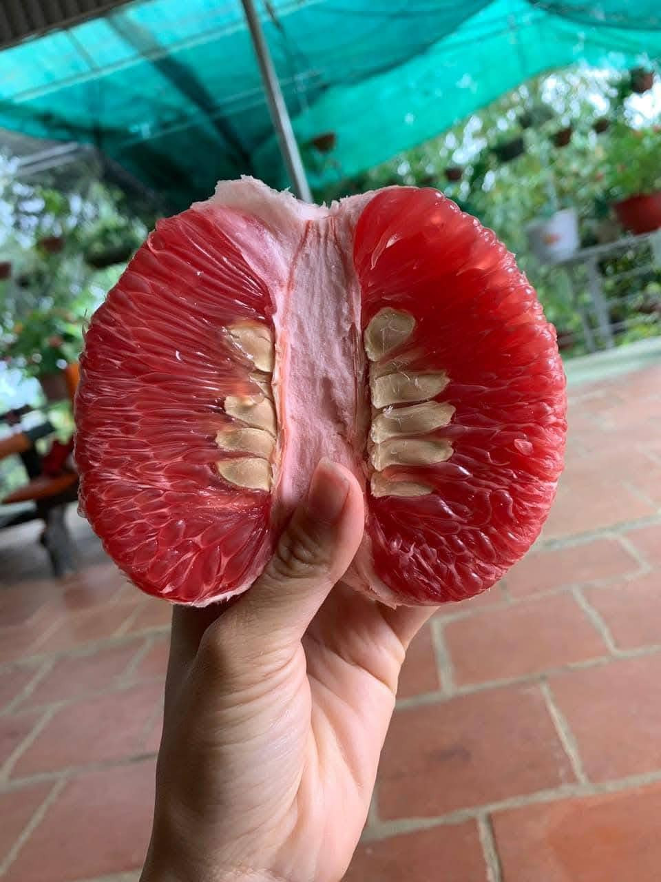 Khi bưởi chín, toàn bộ quả bưởi từ vỏ đến tép bưởi đều chuyển sang màu đỏ gấc. Ảnh: Facebook