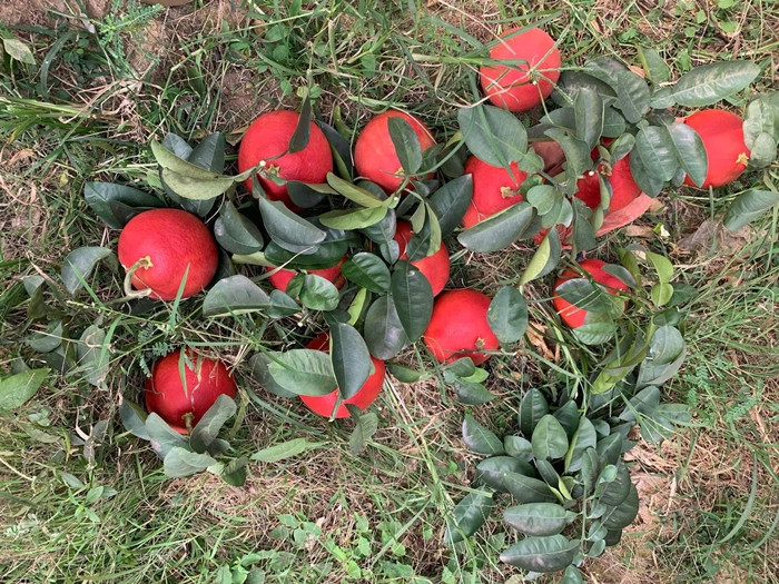 Theo UBND xã Thọ Xương, cả xã hiện có tới 80% hộ dân trồng loại bưởi này, hộ ít cũng trồng khoảng 20 gốc, hộ nhiều cả nghìn gốc. Ảnh: Facebook