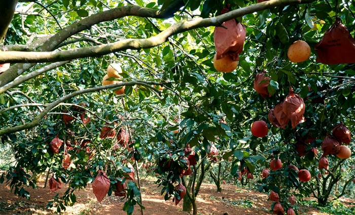Số lượng ít nhưng bù lại quả đẹp hơn. Vì thế, giá bưởi đỏ Luận Văn năm nay cao hơn so với mọi năm. Ảnh: Vietnamnet