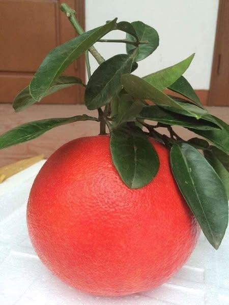 Khi còn nhỏ, bưởi tiến vua có vỏ màu xanh như các loại bưởi thông thường, nhưng đến khoảng tháng 7 và tháng 8 âm lịch, bưởi sẽ chuyển sang màu vàng, đến cuối tháng 11 bưởi chuyển sang màu đỏ. Ảnh: Facebook