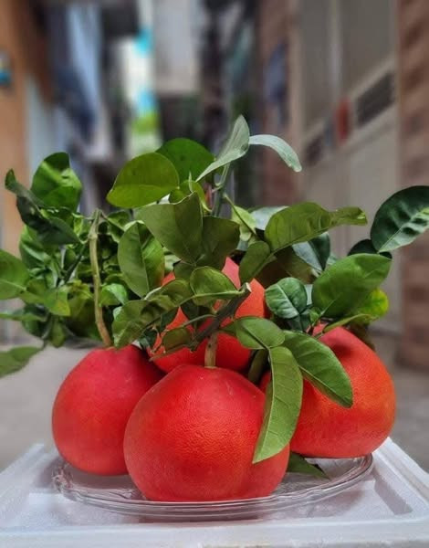 Hiện, bưởi đỏ tiến vua ở Luận Văn giá dao động từ 100.000 - 120.000 đồng/quả. Đặc biệt, những trái đẹp có giá bán lên đến 400.000 - 500.000 đồng/cặp. Ảnh: Facebook