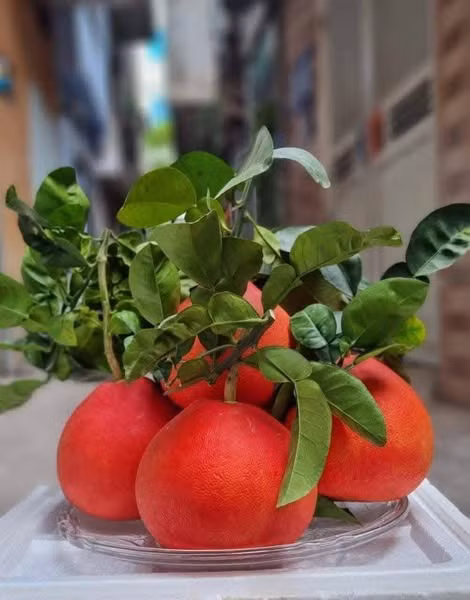 Hiện, bưởi đỏ tiến vua ở Luận Văn giá dao động từ 100.000 - 120.000 đồng/quả. Đặc biệt, những trái đẹp có giá bán lên đến 400.000 - 500.000 đồng/cặp. Ảnh: Facebook