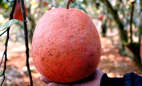  Bưởi đỏ Luận Văn (xã Thọ Xương, huyện Thọ Xuân, Thanh Hóa) nổi tiếng từ xa xưa dùng để tiến vua. Ngày nay, bưởi đỏ được nhiều người dân tìm mua để thờ cúng trong mỗi dịp lễ Tết. Ảnh: Vietnamnet