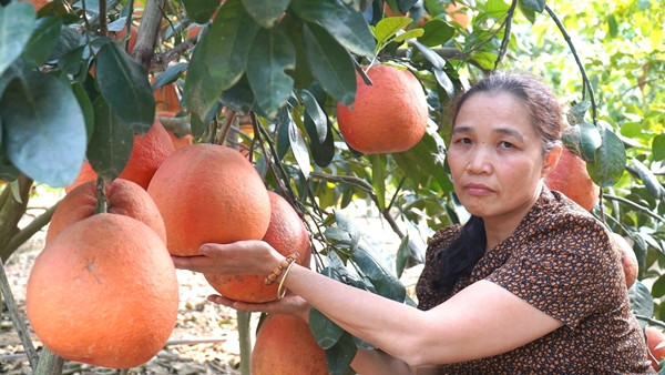 Những năm gần đây, nhiều gia đình nông dân ở xã Thọ Xương giàu lên nhờ trồng bưởi. Ảnh: Dân Việt