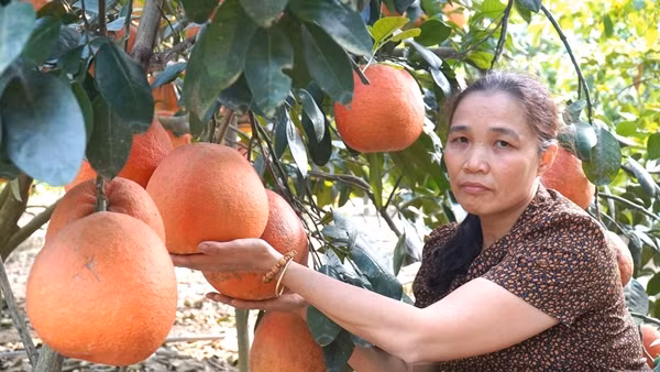 Những năm gần đây, nhiều gia đình nông dân ở xã Thọ Xương giàu lên nhờ trồng bưởi. Ảnh: Dân Việt