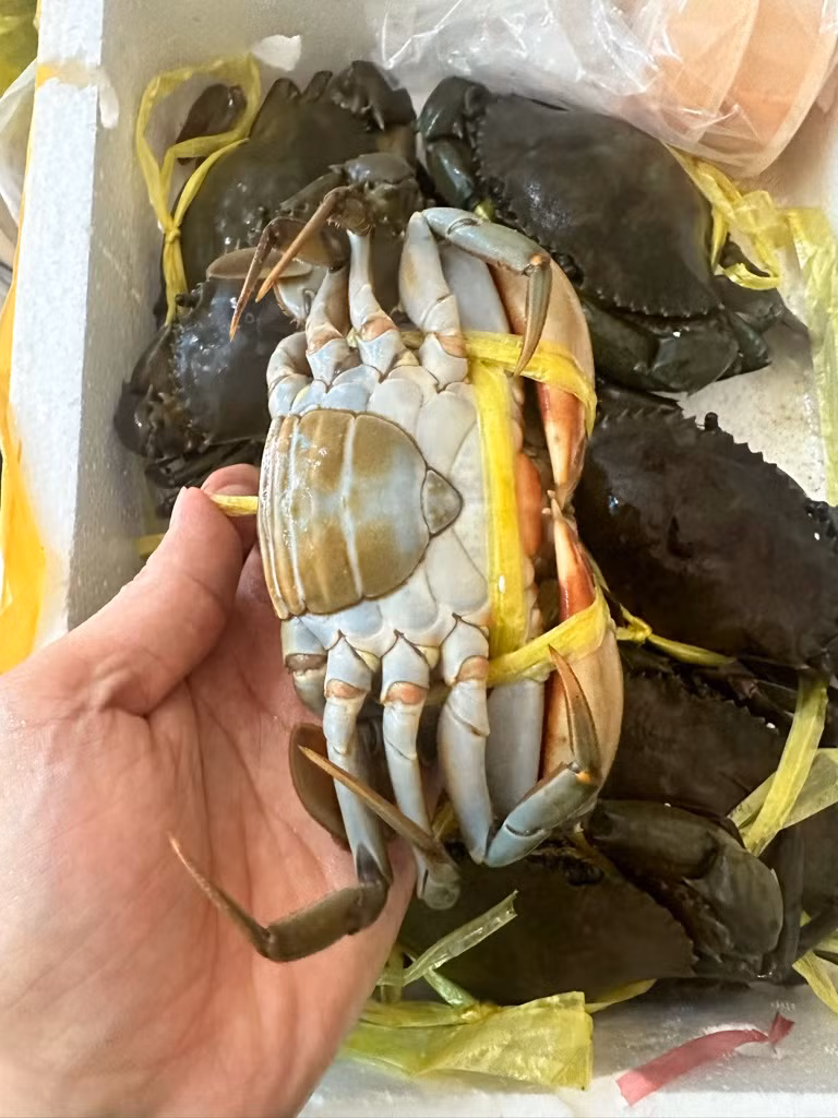 Tuy nhiên, cua cốm đến ngày lột thường khờ khạo, không nhanh nhẹn và hung dữ như cua thường. Ảnh: Facebook