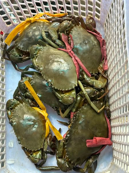 Lý do khiến cua cốm không nhiều là thời điểm lột vỏ, chúng trốn tại hang, tự lấp miệng hang chờ cơ thể cứng lại, tránh kẻ thù nên rất khó bắt. Ảnh: Facebook