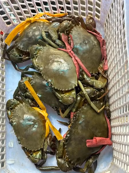 Lý do khiến cua cốm không nhiều là thời điểm lột vỏ, chúng trốn tại hang, tự lấp miệng hang chờ cơ thể cứng lại, tránh kẻ thù nên rất khó bắt. Ảnh: Facebook