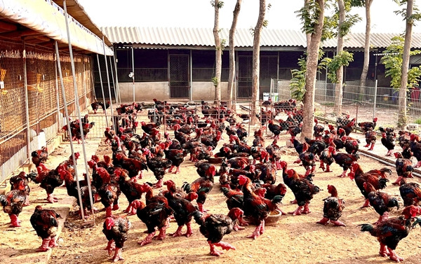 Tại trang trại của anh Lê Hân, gà Đông Tảo chân to loại hàng biếu giá trên 5 triệu đồng/con, còn lại hàng trung tầm 2-3 triệu đồng/con. Ảnh: Dân Việt