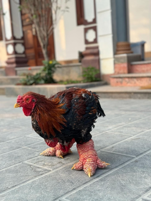 Gà Đông Tảo cũng yêu cầu chế độ chăm sóc nghiêm ngặt, bao gồm thức ăn đặc biệt và điều kiện nuôi dưỡng tốt. Điều này đẩy chi phí sản xuất cao hơn so với các giống gà khác. Ảnh: FB Hoàng Thu Hiền