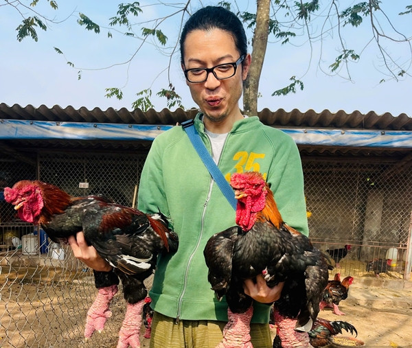 Đáng chú ý, trang trại của anh Lê Hân đón nhiều khách từ Đài Loan, Nhật Bản bay sang mua gà Đông Tảo làm quà biếu Tết đối tác tại Việt Nam. Ảnh: Dân Việt