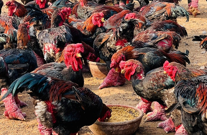 Theo nguồn tin trên Báo Dân Việt, những ngày gần Tết Nguyên đán 2025, anh Giang Lê Hân ở Đông Tảo, huyện Khoái Châu (Hưng Yên) tất bật tiếp khách mua gà Đông Tảo. Ảnh: Dân Việt