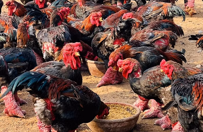 Theo nguồn tin trên Báo Dân Việt, những ngày gần Tết Nguyên đán 2025, anh Giang Lê Hân ở Đông Tảo, huyện Khoái Châu (Hưng Yên) tất bật tiếp khách mua gà Đông Tảo. Ảnh: Dân Việt