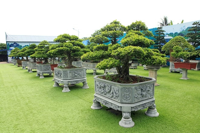 Nghệ nhân sinh vật cảnh Lê Văn Dũng (TP. Sông Công, Thái Nguyên) sở hữu bộ sưu tập “Cửu nguyệt cổ lão” gồm 9 cây nguyệt quế bonsai quý hiếm. Ảnh: Dân Việt