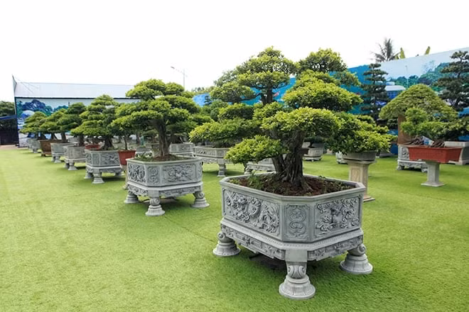 Nghệ nhân sinh vật cảnh Lê Văn Dũng (TP. Sông Công, Thái Nguyên) sở hữu bộ sưu tập “Cửu nguyệt cổ lão” gồm 9 cây nguyệt quế bonsai quý hiếm. Ảnh: Dân Việt