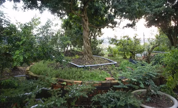 Cây nguyệt quế lớn nhất vườn có chu vi thân hơn 1,2 mét, 35 năm tuổi, trồng từ hạt giống có nguồn gốc tỉnh Tiền Giang. Ảnh: Zing