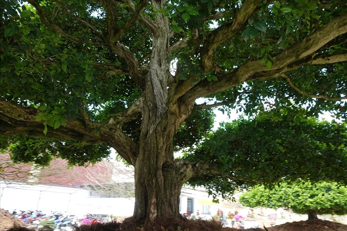 Đáng chú ý, mỗi cây nguyệt quế được định giá đến 2 tỷ đồng. Ảnh: Người đưa tin