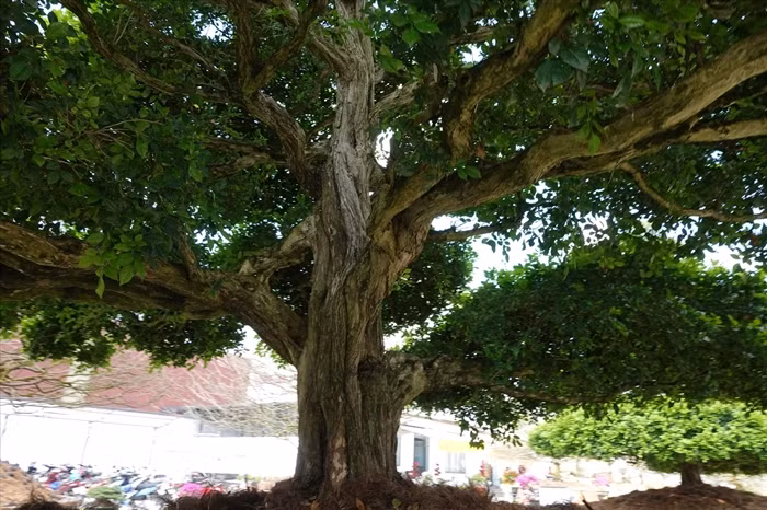 Đáng chú ý, mỗi cây nguyệt quế được định giá đến 2 tỷ đồng. Ảnh: Người đưa tin