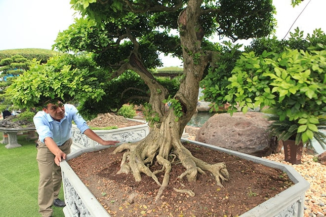 Đường kính gốc cây gần 30cm, rễ ăn ra tứ phía, nổi u cục chứng tỏ cây có tuổi đời nhiều năm. Ảnh: Dân Việt