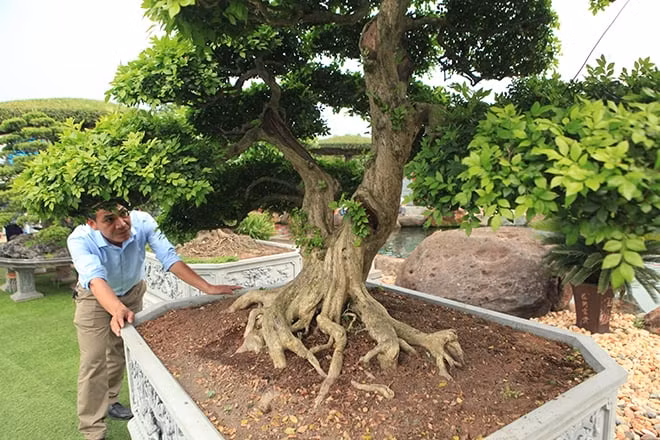 Đường kính gốc cây gần 30cm, rễ ăn ra tứ phía, nổi u cục chứng tỏ cây có tuổi đời nhiều năm. Ảnh: Dân Việt