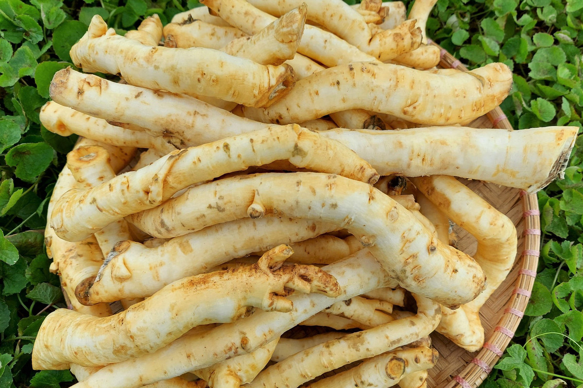 Mứt đinh lăng đắt đỏ do cách làm khá kỳ công. Để làm được 1kg mứt đinh linh phải dùng tới 7-8kg củ đinh lăng nguyên liệu do chỉ dùng phần mềm nhất của rễ cây. Ảnh: Vietnamnet