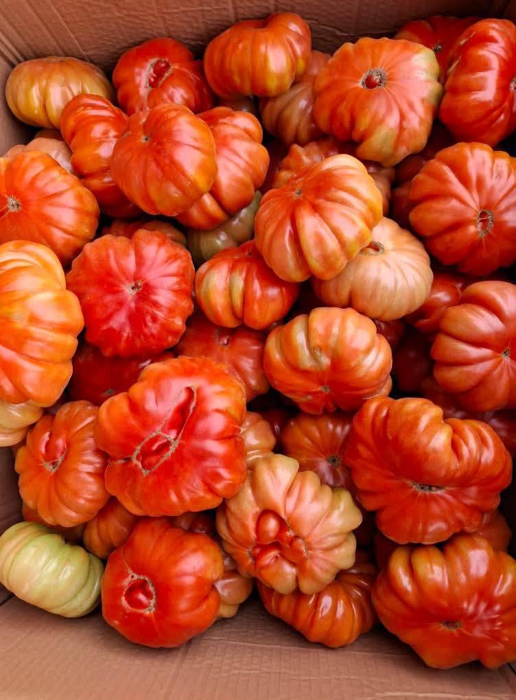 Thậm chí, có thời điểm giá cà chua múi lên tới 60.000 đồng/kg. Ảnh: Facebook