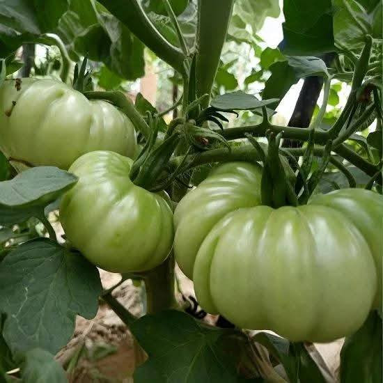 Cà chua múi hơi chua phù hợp sốt, kho hoặc xào với thịt. Ảnh: Facebook