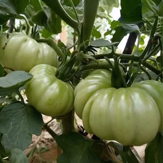 Cà chua múi hơi chua phù hợp sốt, kho hoặc xào với thịt. Ảnh: Facebook