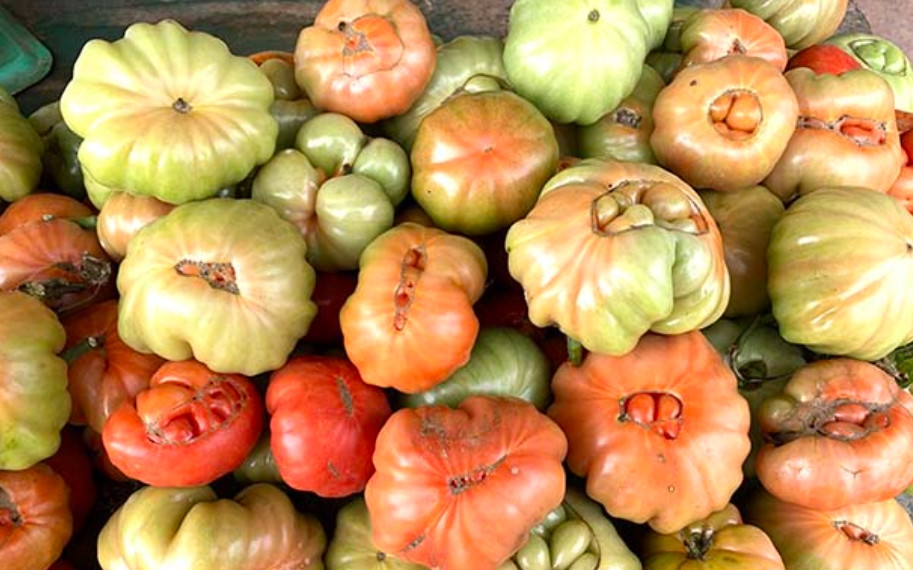 Sau khoảng 2 tháng trồng, cà chua múi bắt đầu cho thu hoạch. Nếu được chăm sóc đúng cách, cà chua múi cho thu hoạch kéo dài. Ảnh: Báo Sơn La