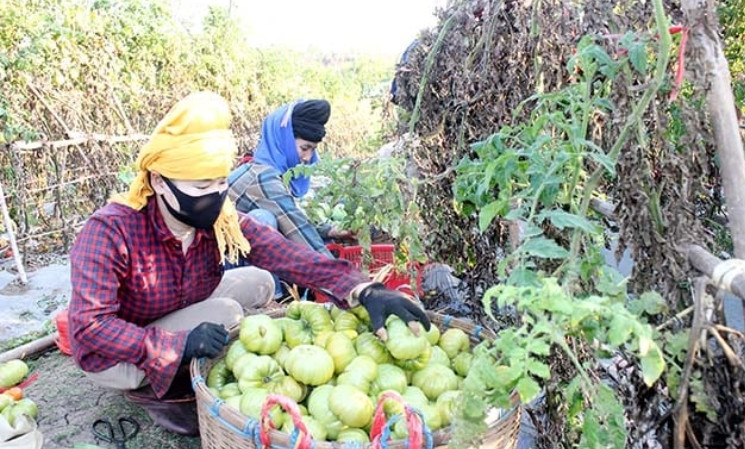 Nhận thấy cà chua múi mang lại hiệu quả kinh tế, người dân ở Yên Châu (Sơn La) đã chuyển đổi rau màu vụ đông khác sang trồng loại cây này. Ảnh: Báo Sơn La