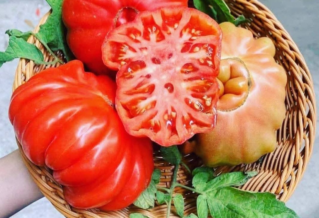 Cà chua múi ngọt thường được khách chọn để ăn sống hoặc làm salad vì thịt dày, ít hạt, vị ngon mát. Ảnh: Anh martin