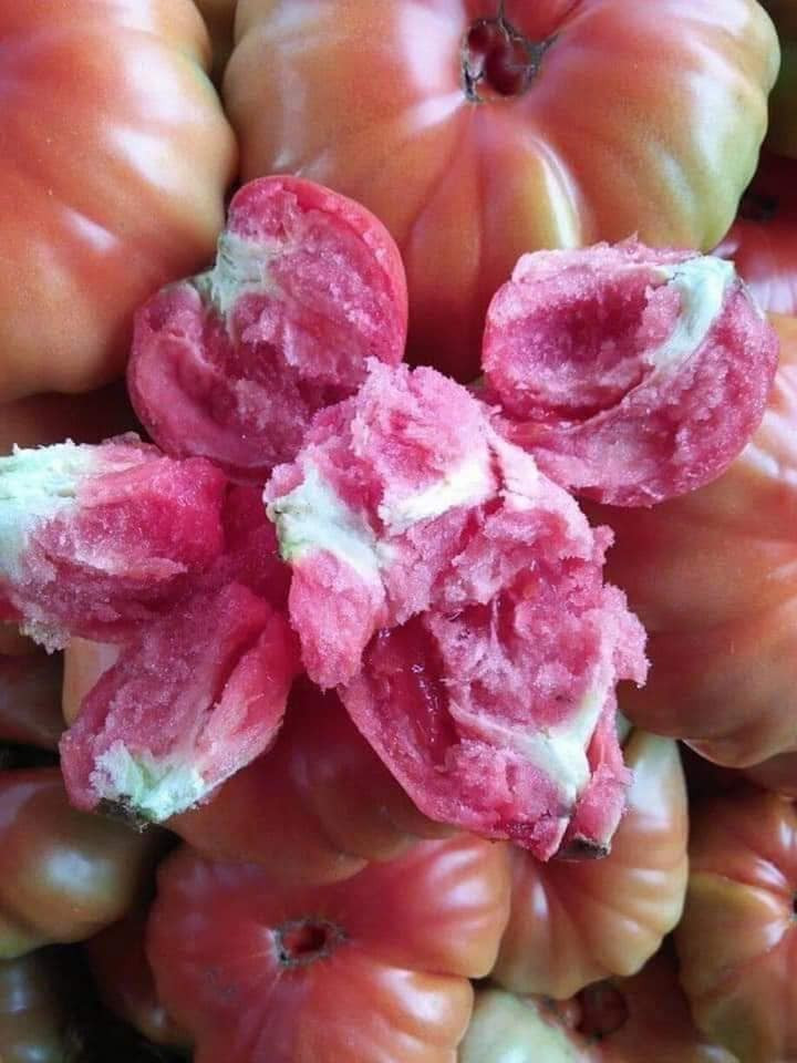 Đặc biệt, cà chua được chia thành các múi rõ ràng. Phần thịt dày, chắc, vị ngọt dịu xen lẫn chua nhẹ đặc trưng. Ảnh: Facebook