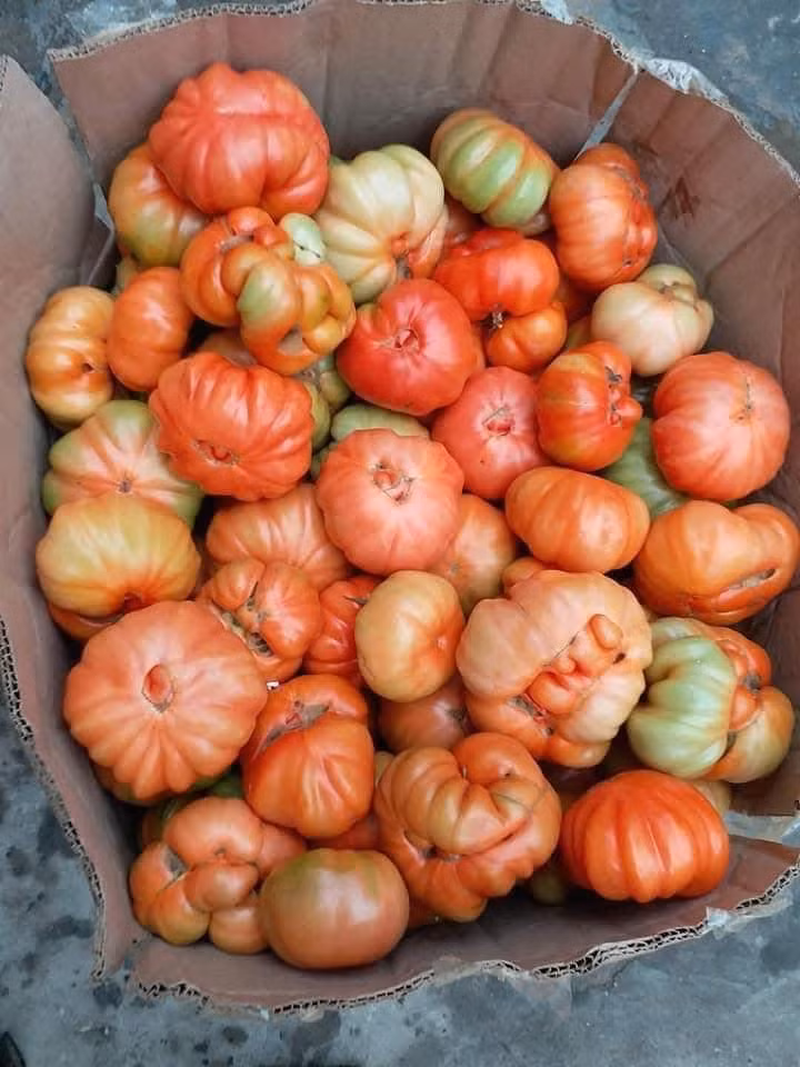 Đây là giống cà chua cổ của bà con ở Sơn La. Cà chua múi quả to nhỏ không đều nhau, kích thước to hơn hẳn cà chua thường. Ảnh: Facebook