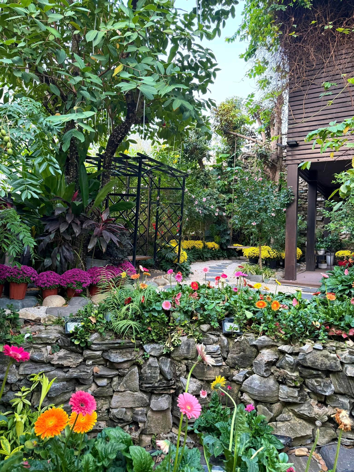 Trong khu vườn, các chậu cúc nhỏ cũng bung nở khoe sắc. Ảnh: FBNV