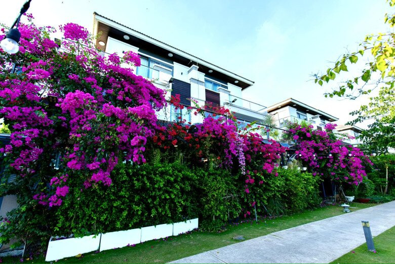 Không chỉ sân vườn, phía trước nhà được bao phủ bởi giàn hoa giấy hồng rực. Ảnh: FB Cao Thái Sơn